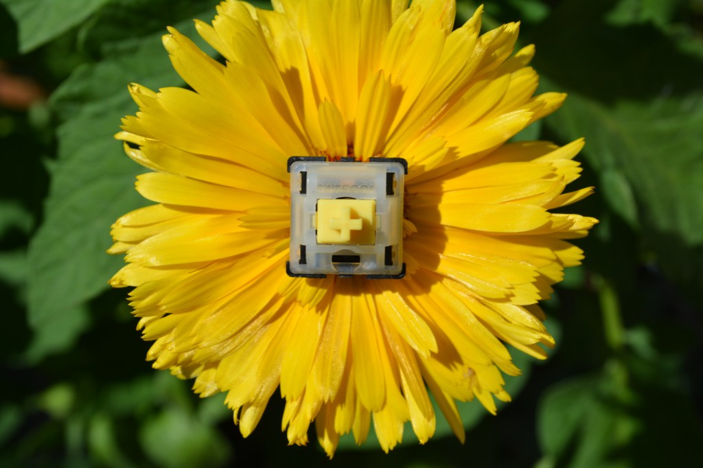 Gateron Milky Yellow switch on a flower.