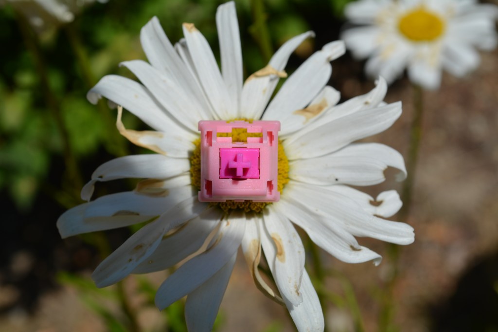 Bobagum keyboard switch on a flower.