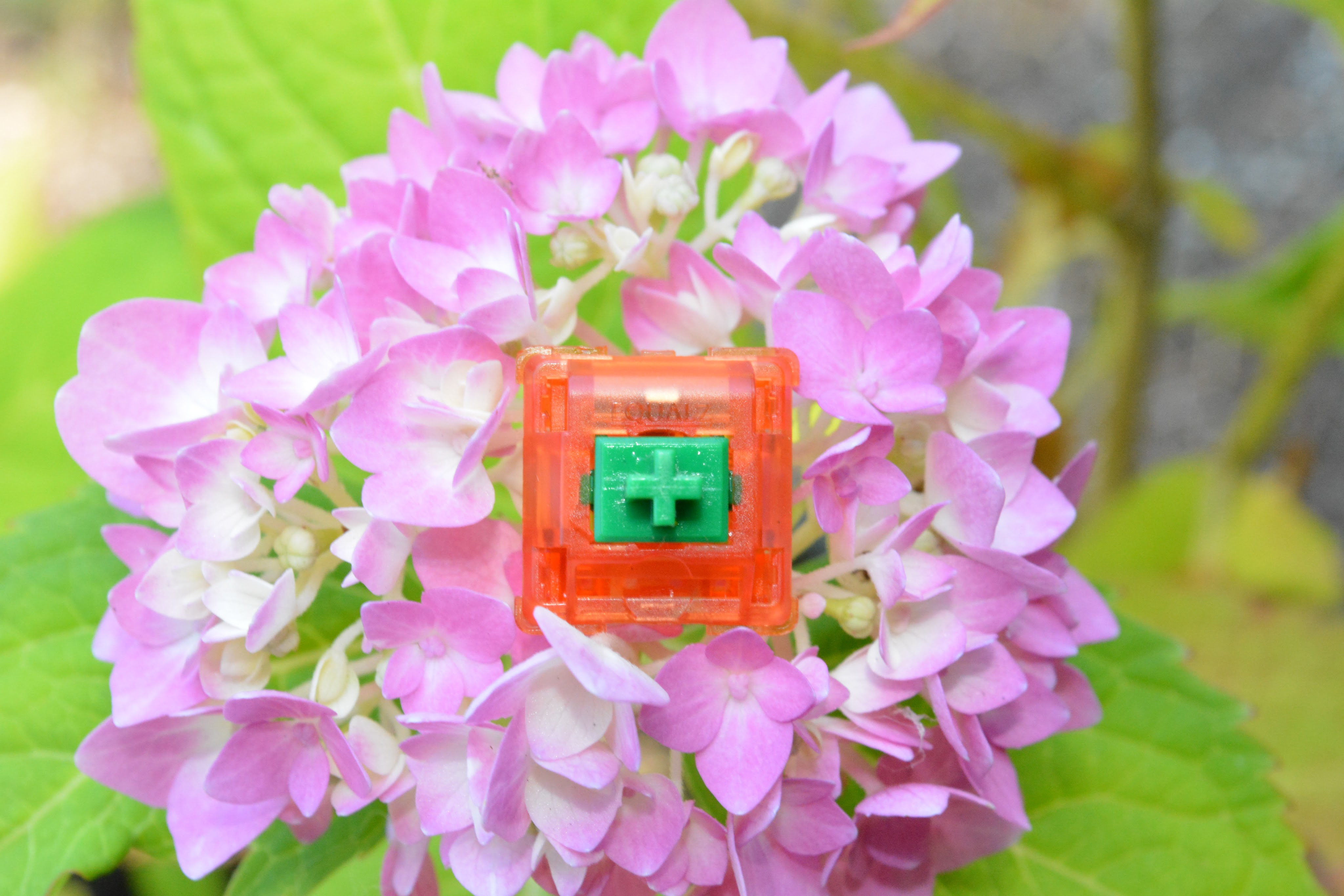 C3 Equalz Tangerine switch resting on a flower.