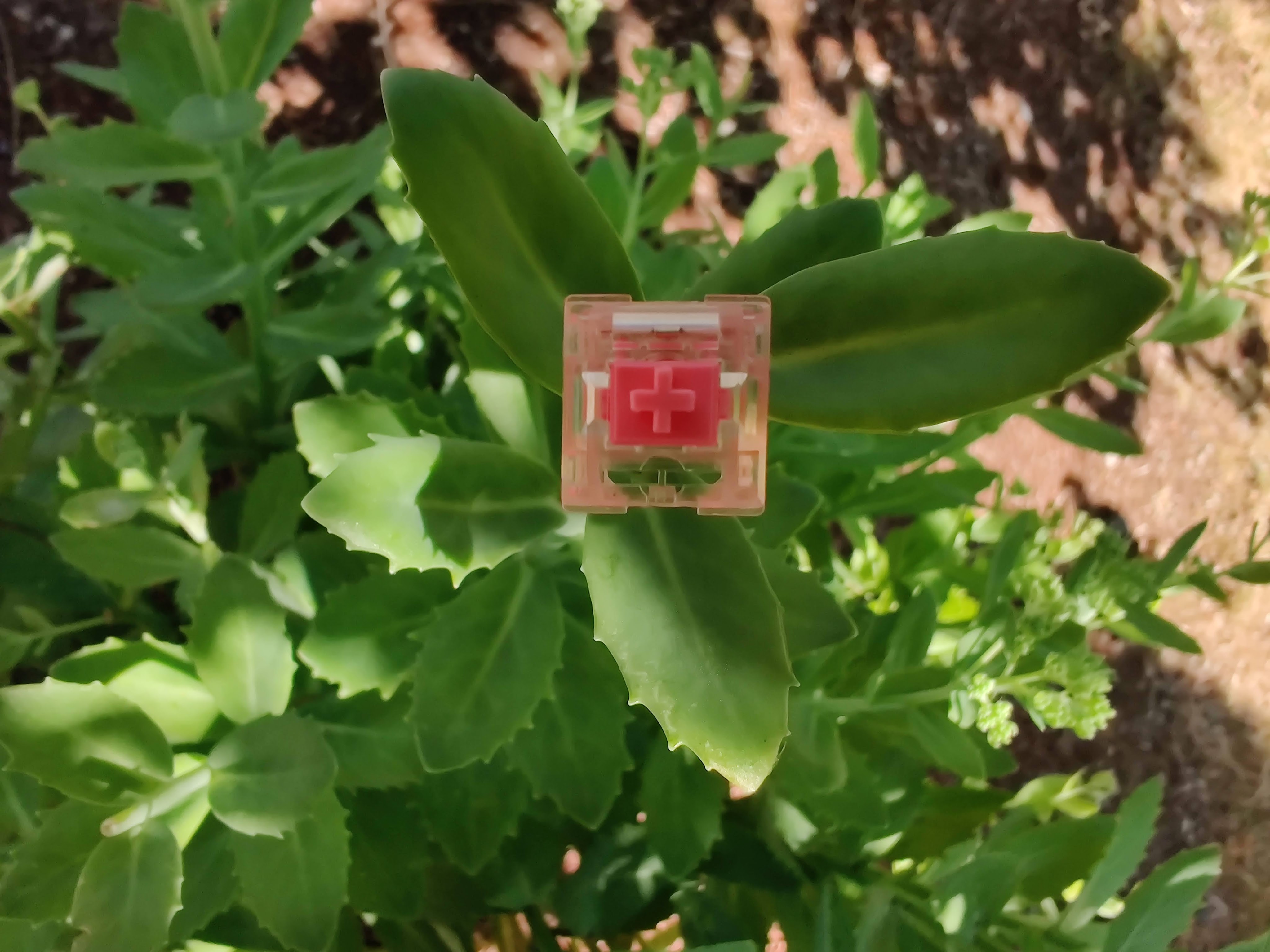 KTT Strawberry switch sitting on a green plant.