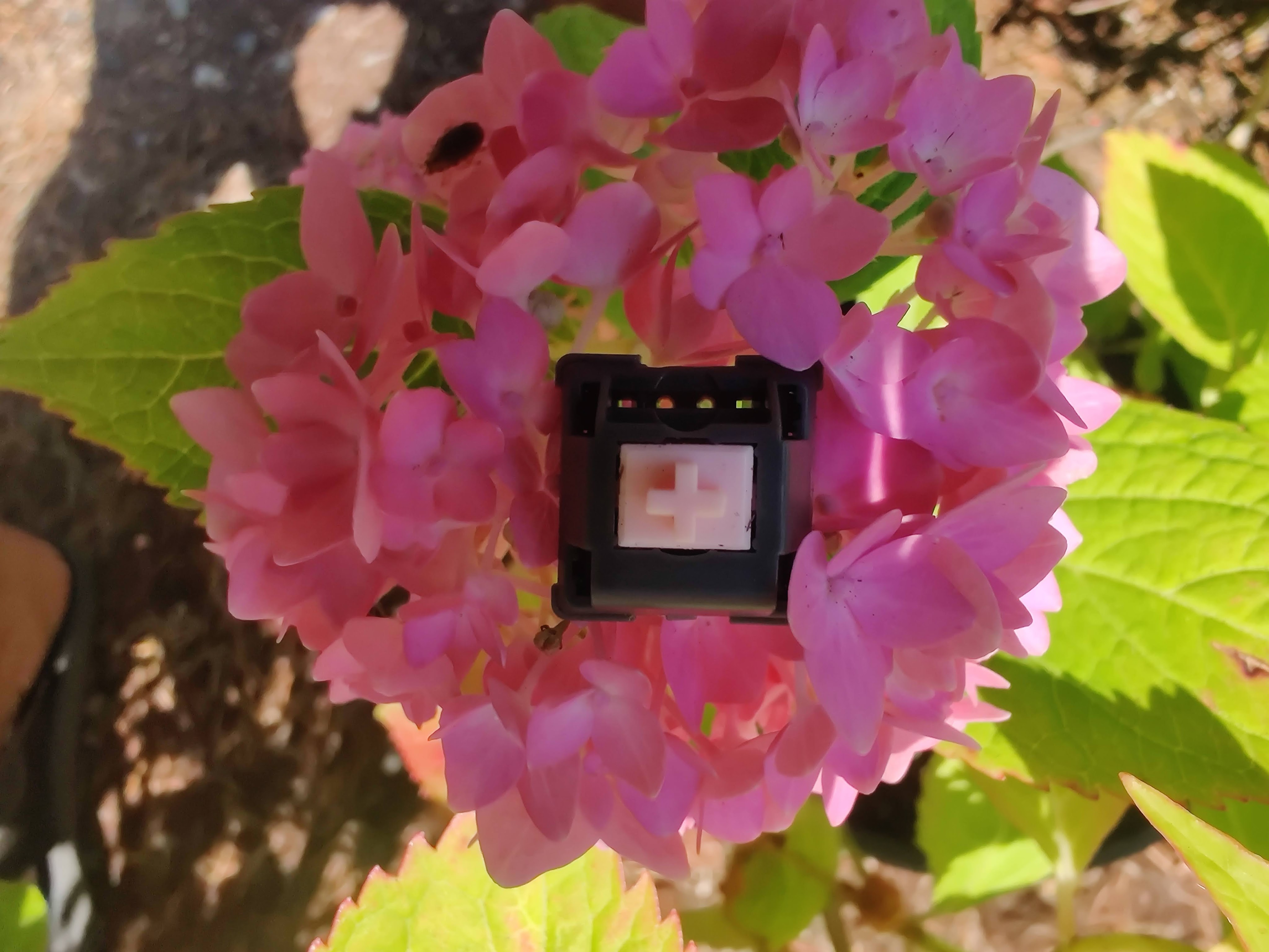 PrimeKB Alpaca V2 keyboard switch sitting on a pink flower.