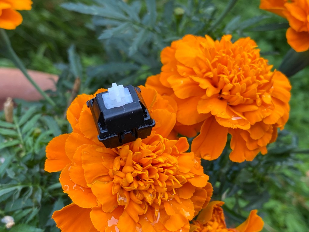 Durock POM switch sitting on a plant