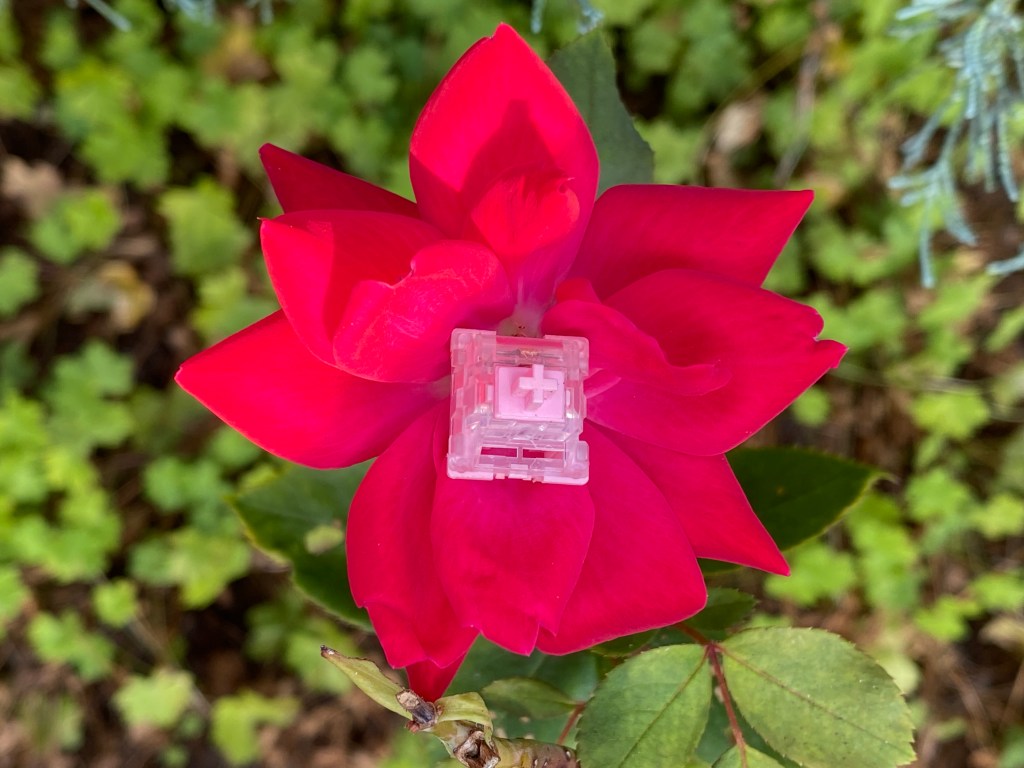 KTT Rose switch sitting on a flower